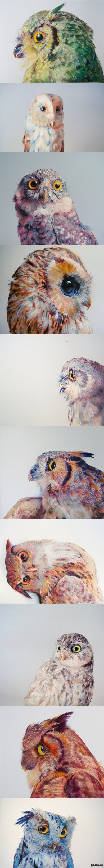 Owls.