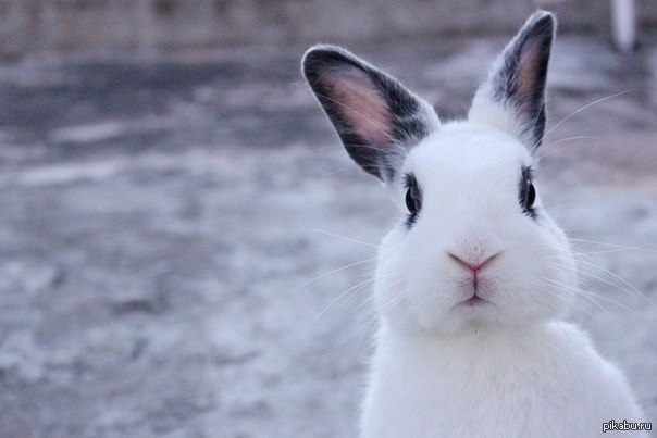 Когда мне становится грустно, я просто смотрю на этого кролика, и настроение поднимается :)