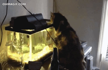 ���-�� � ������������ ���������