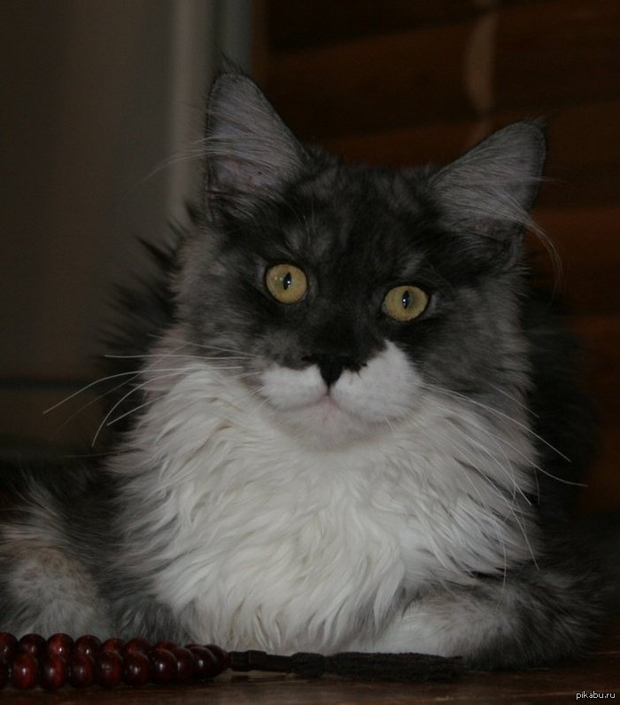 ����� ��������� ����