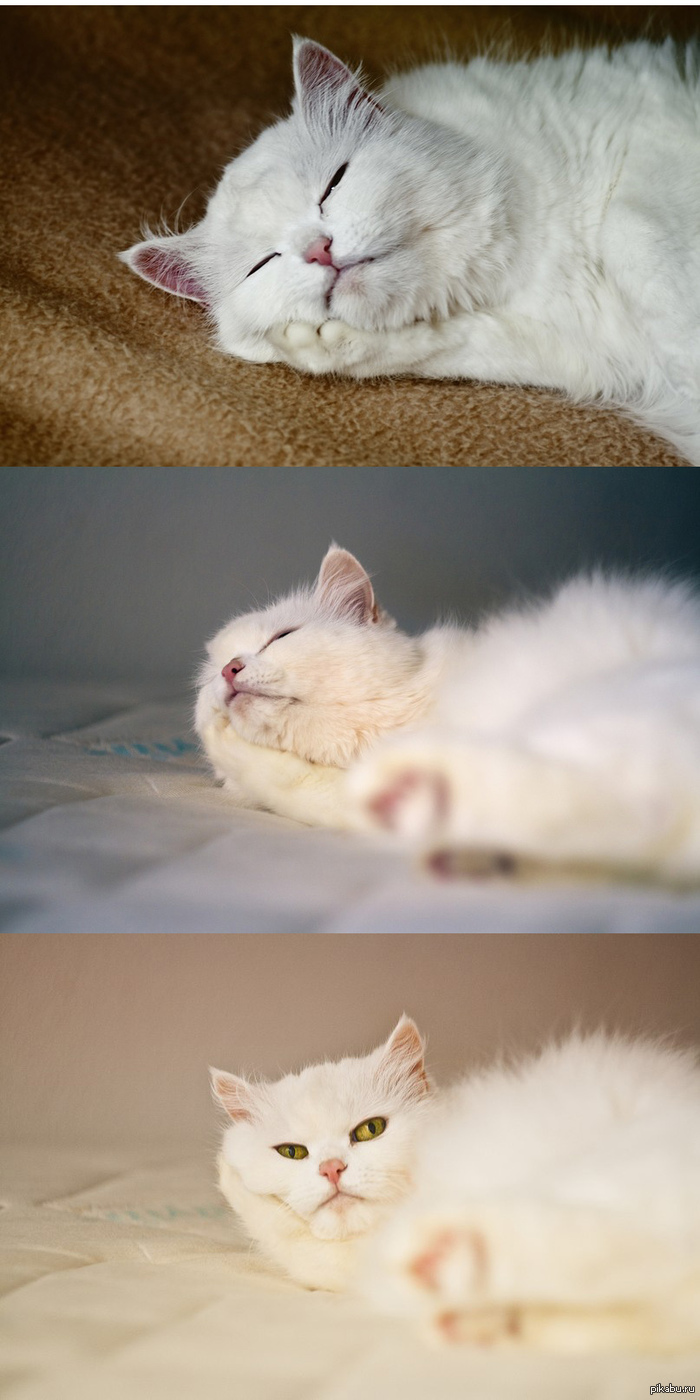 старенькая Элис