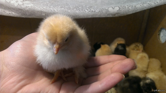 ����� ���������� ����� ����) � ��� 26 ����������))