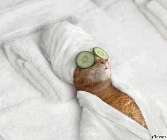 Котэ на отдыхе