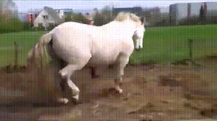лягнула лошадь это что значит
