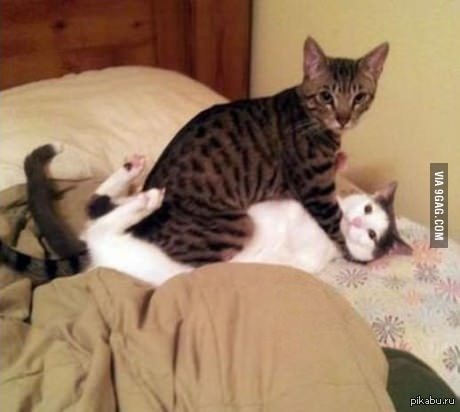 Котики
