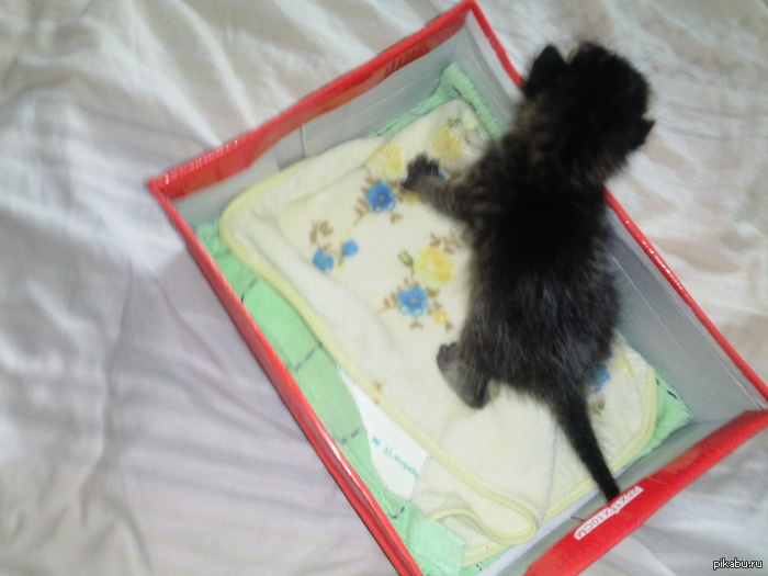 ����� ������ (��������) � ������� ����. ������. ���.