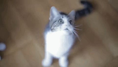 кот - метроном