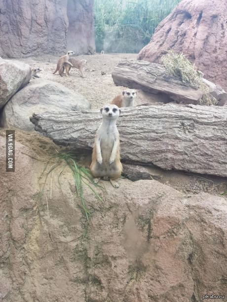 ���� ���������