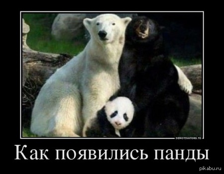 Правда о пандах | Пикабу