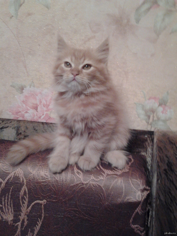 Котёнку 2 месяца, ищет доброго хозяина)