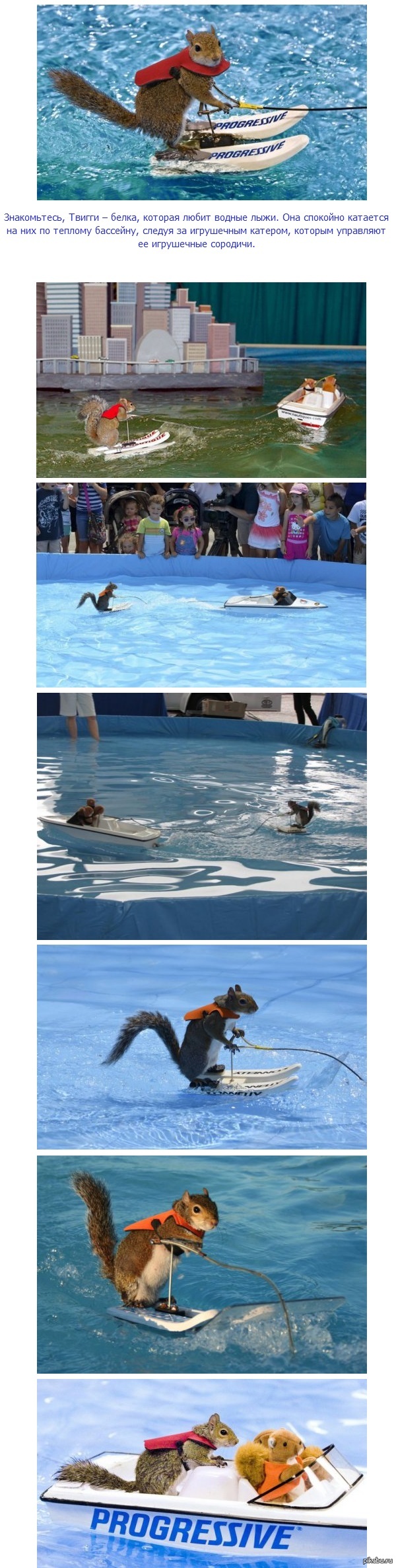 Белка, которая любит водные лыжи