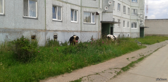 А из нашего двора площадь красная видна