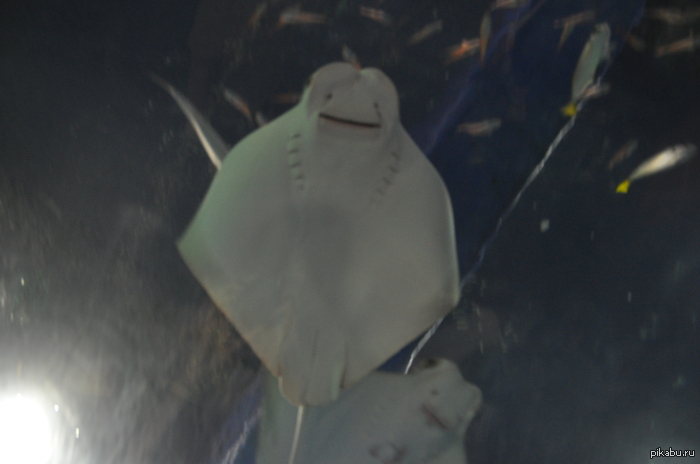 ������ ����!! ��������� �������� ������������� � ������. ������� ������� �������� ����������.