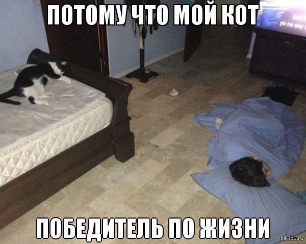 Я буду в квартире хозяином. Кот на кровати человек на полу. Смешные кровати. Кровать прикол. Кот занял всю кровать.