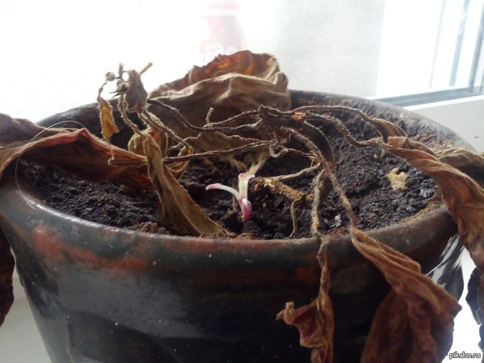 Зарождение новой жизни.