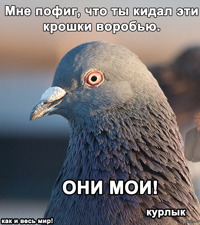 Корми меня, раб.