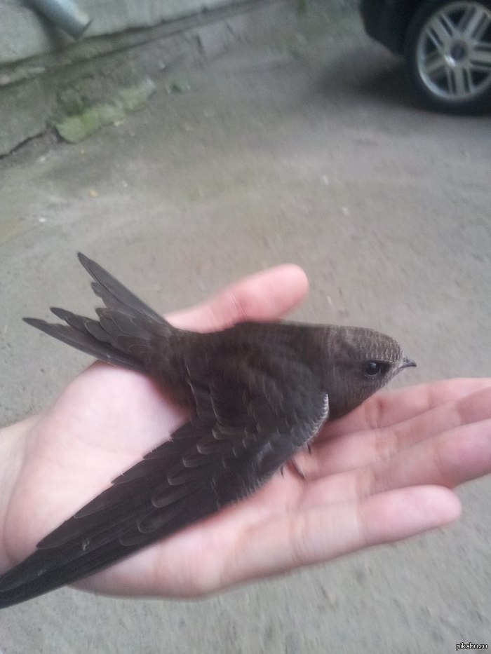 Подбор и спасение стрижа