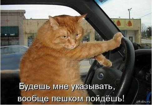 Кот за рулем авто. Смотреть фото Кот за рулем авто. Смотреть картинку Кот за рулем авто. Картинка про Кот за рулем авто. Фото Кот за рулем авто
