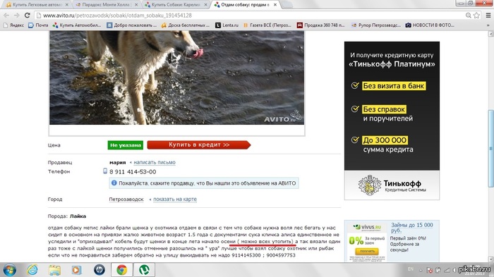 They give the dog in good hands, and offer to drown the puppies! - Puppies, , Avito, ads, Hybrid