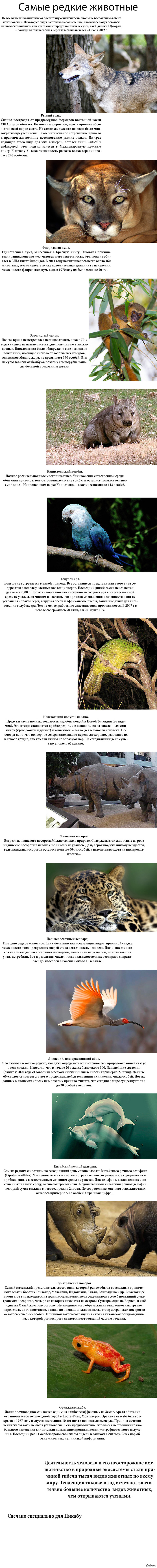 Самые редкие животные