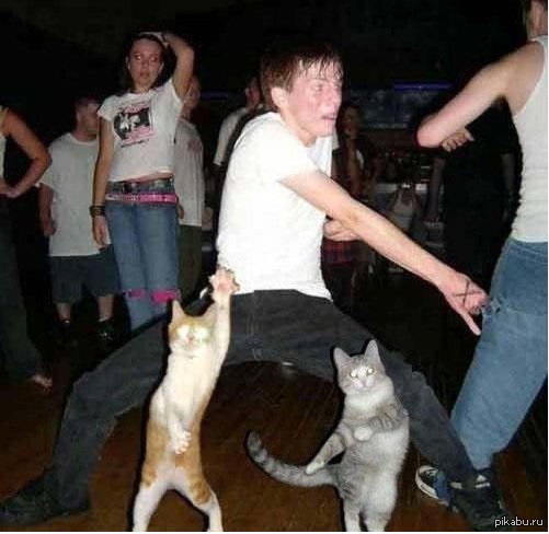 Сенсация!!! Недавно в селе "Пропердотина", коты устроили вечеринку!