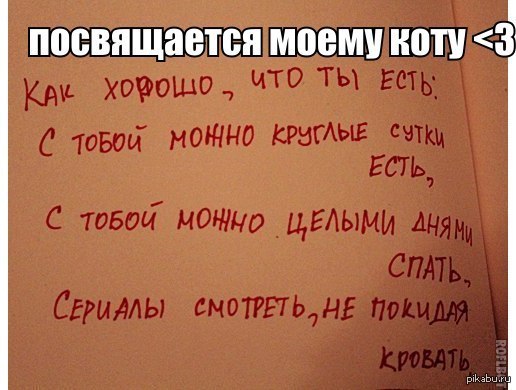 Посвящаем котейкам