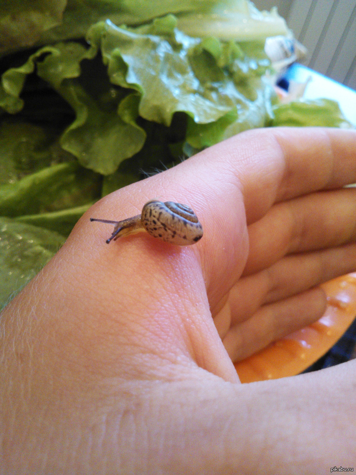 Here is such a miracle I came across today in lettuce leaves) - NSFW, My, Snail, Miracle, Salad