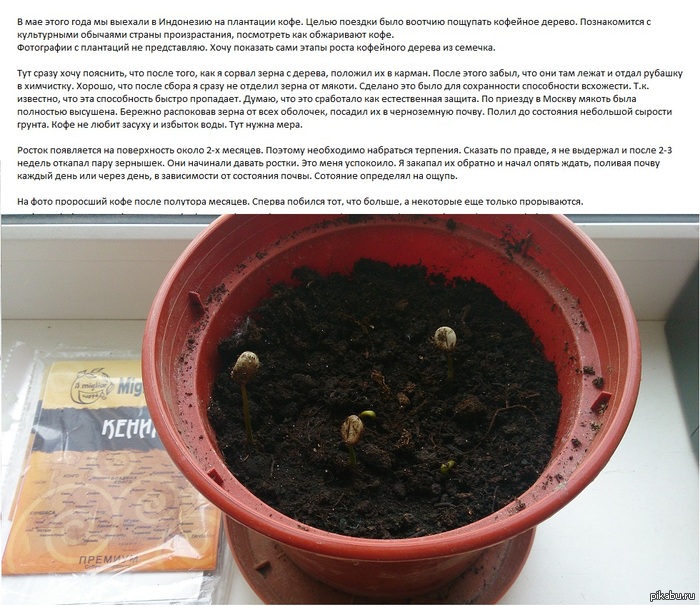 Привезли из командировки.