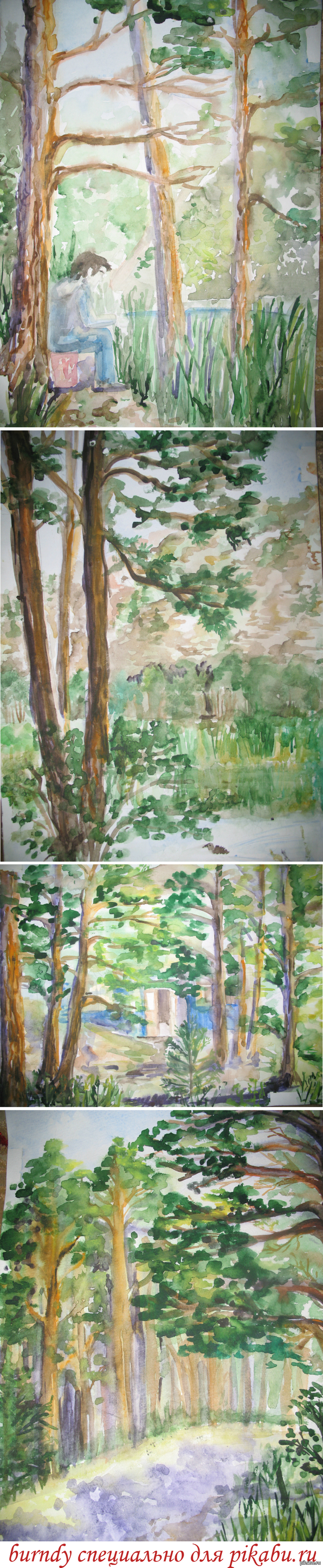 Сосны, сосны...