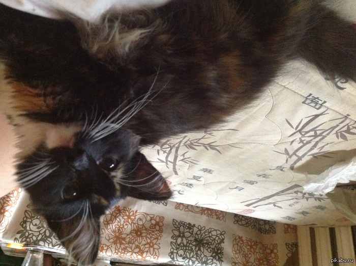 ������ ����, �������� ���������.