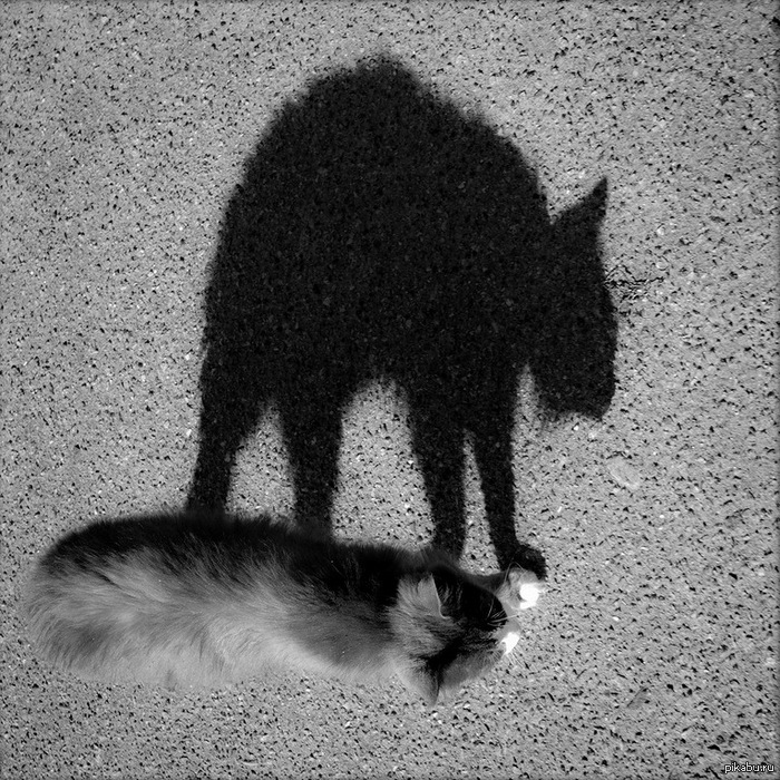 страшнее кошки зверя нет | Пикабу