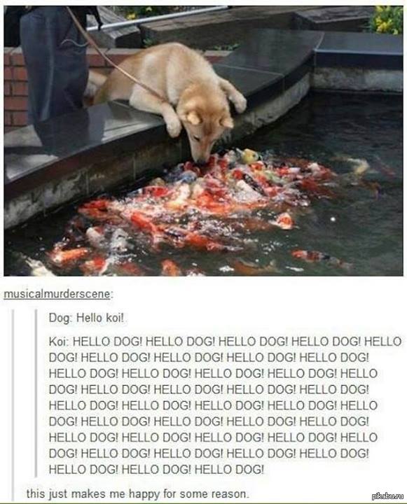 HELLO DOG :D 