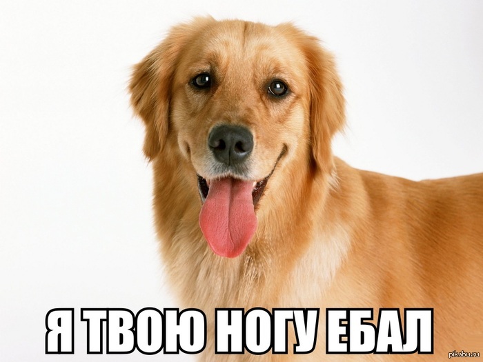 Собака - друг человека. | Пикабу