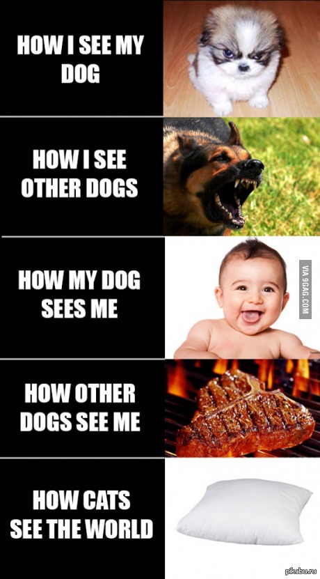 Про наших питомцев:)