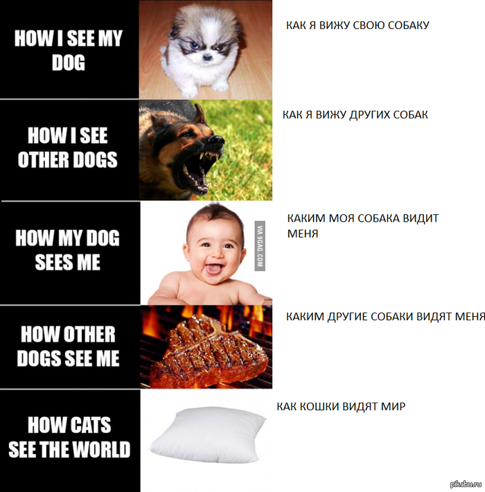 Про наших питомцев)