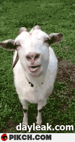 Козел-грубиян.