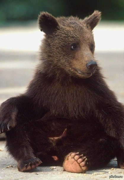 Смешной медведь