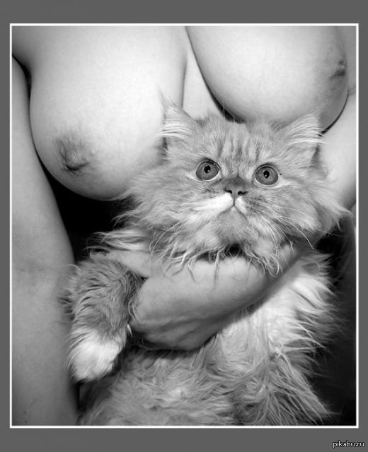 peekaboo pattern) - NSFW, Images, Boobs, cat