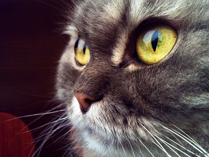 Просто кот :)