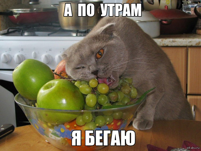 I'm sure he has a girlfriend - My, cat, Is eating, Фрукты, Runs, Morning, And sleeps with Jessica Alba
