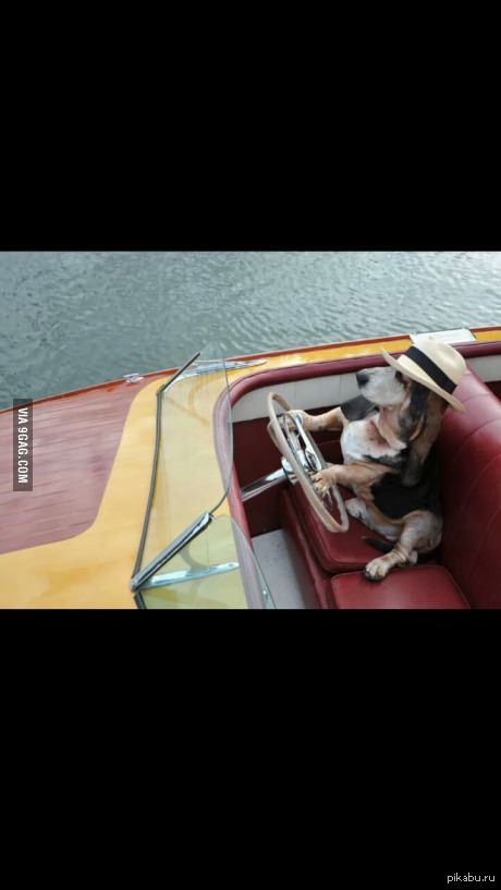 It's my friend's dog driving a boat. Your argument is invalid.