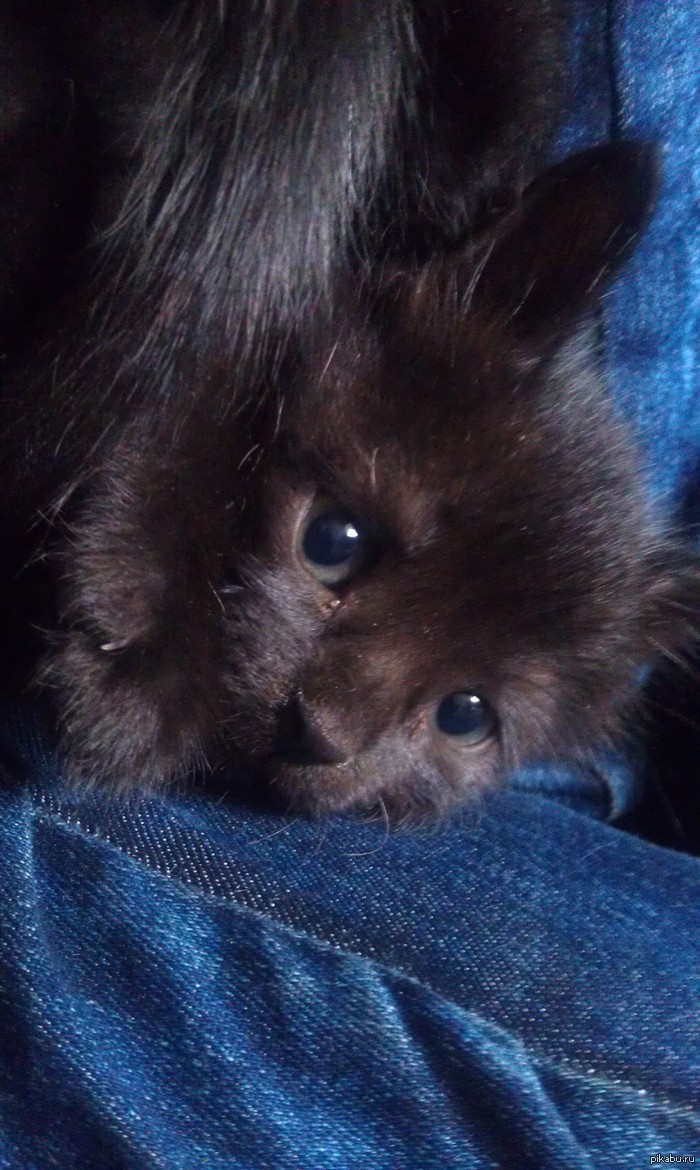 СРОЧНО Котёнок ищет добрые ручки! До среды! Поднимите, пожалуста, в топ. Комменты для минусов, описание и контакты внутри. Москва.