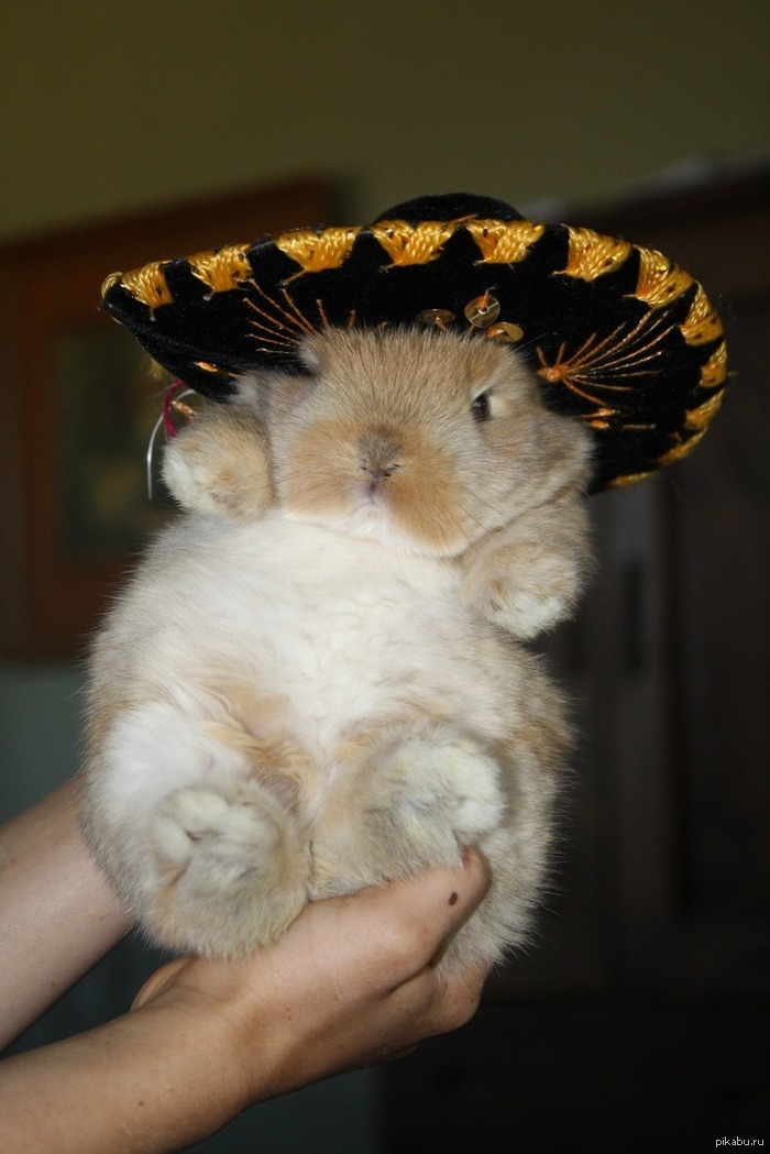 Эль сомбреро | Пикабу