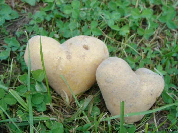 Тоже отрыла)