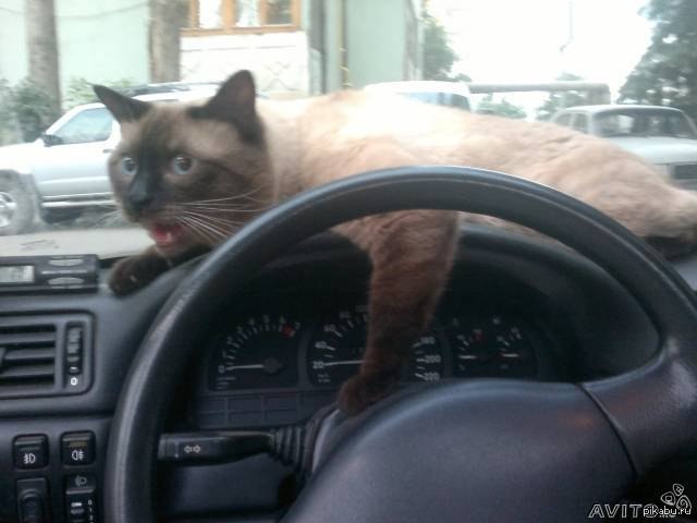 ����������� ������ �� �����...