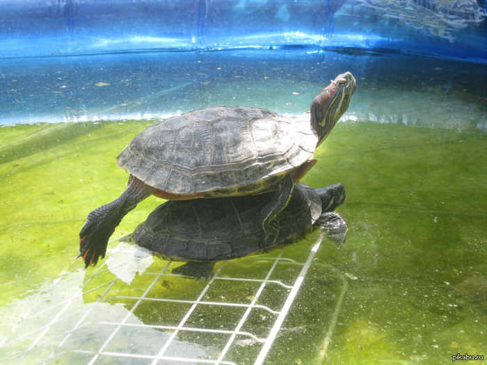 ��� �������� ��� ��������. ��������, ���������, ������.