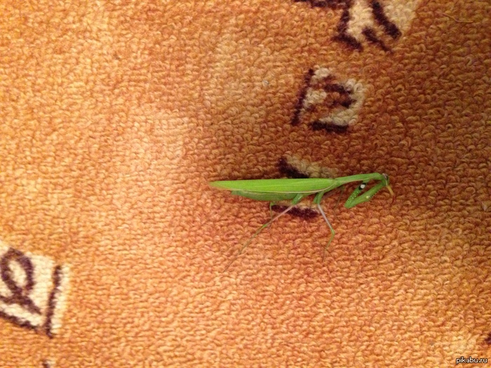 �������, ����� �������...