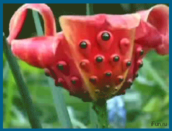 Как Вам такой цветочек