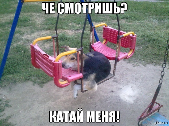 Собака на качелях мем