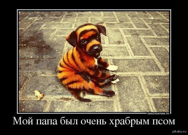 А может трусливым тигром?